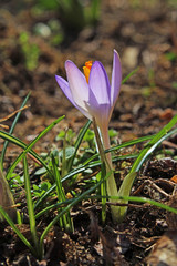 Crocus purple little flower.