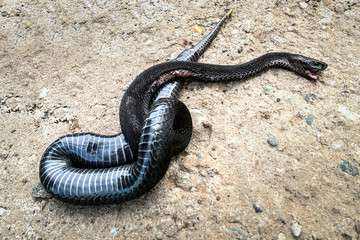 Kill a snake.
A poisonous slaughtered snake lies on concrete.