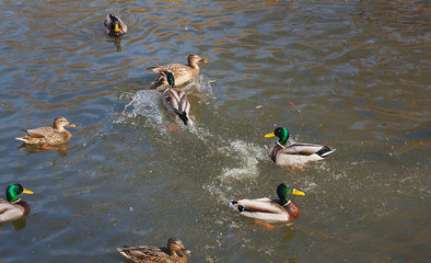 Wild ducks on the water.