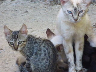 Gatos en Aroche,pueblo de Espa&ntilde;a