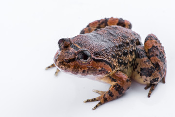 Fototapeta premium Limnonectes kuhlii (Tschudi, 1838) : frog on white background ,Amphibians of Thailand