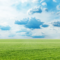 Fototapeta premium agriculture green grass field and blue sky with clouds