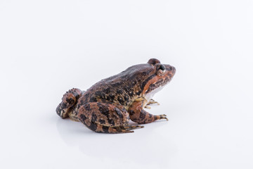 Limnonectes kuhlii (Tschudi, 1838) : frog on white background ,Amphibians of Thailand