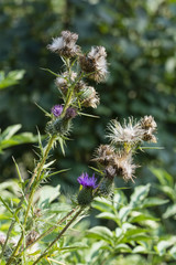 Flies on the thistle in nature.