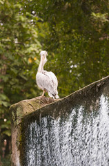 spot billed pelican, Pelecanus philippensis