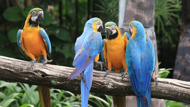 Blue and Yellow Macaw Parrot in nature, Thailand