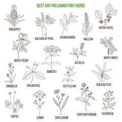 Best anti-inflammatory herbs. Vector set