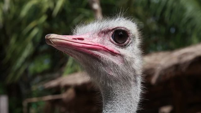 Close up of ostrich head, Thailand