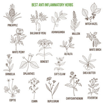 Best anti-inflammatory herbs. Vector set