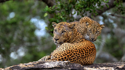 Léopards sur une pierre. Le léopard du Sri Lanka. mâle et femelle