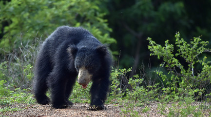 Fototapeta na wymiar The Sri Lankan sloth bear is a subspecies of the sloth bear found mainly in lowland dry forests in the island of Sri Lanka.