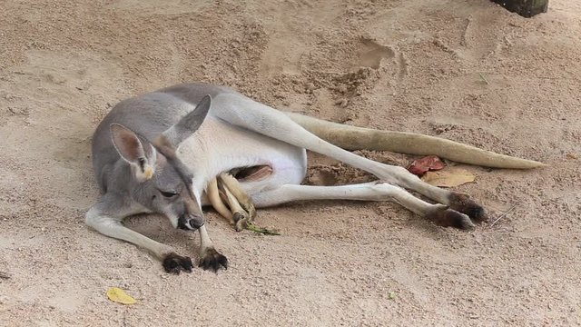 Grey kangaroo joey in its mother's pouch. A Joey (baby kangaroo) with his legs out of his mother's pouch, close up. Thailand