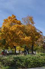 Popular Zaimov park  for rest and walk with autumnal yellow foliage, Oborishte district, Sofia, Bulgaria  