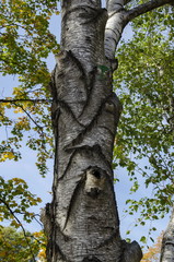 Birch or Betula alba tree with beauty trunk, bark and leaves in autumn in Popular Zaimov park, Sofia, Bulgaria  