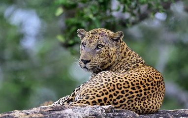 Naklejka premium Old Leopard male on a stone. The Sri Lankan leopard male