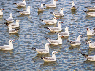 Fototapeta premium The seagulls fly and float on the beach near the place of Samutprakarn, Thailand, on morning time.