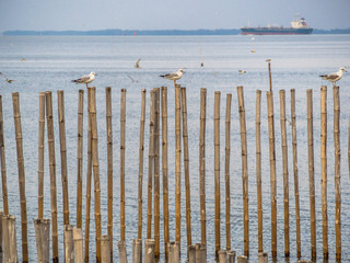 The seagulls fly and float on the beach near the place of Samutprakarn, Thailand, on morning time.