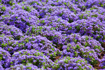 Fototapeta premium Beautiful flowerbed with purple flowers