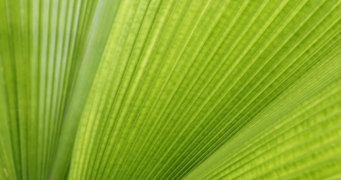 green leaf palm texture, abstract pattern of foliage plant in nature