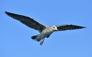 Flying Juvenile Kelp gull. Dominican gull and Black Backed Kelp Gull. False Bay, South Africa