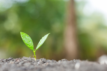 Young plant growing in the morning light with green nature bokeh background . New life growth ecology business financial concept.