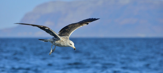 Fototapeta premium Flying Juvenile Kelp gull. Dominican gull and Black Backed Kelp Gull. False Bay, South Africa