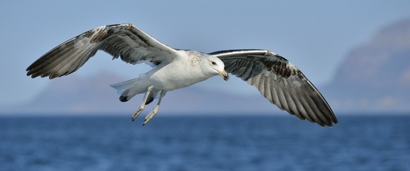 Flying Juvenile Kelp gull. Dominican gull and Black Backed Kelp Gull. False Bay, South Africa