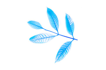 Fototapeta na wymiar fresh blue leaves isolated on white background