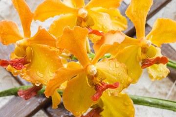 orchidée cymbidium  - obrazy, fototapety, plakaty