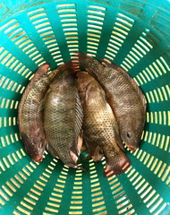 Fresh raw fish in green basket