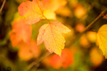 beautiful leaves on a tree in autumn