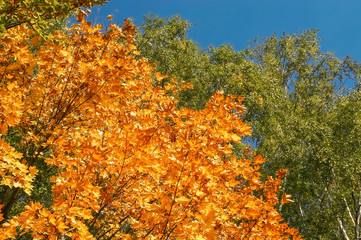 Herbstlaub