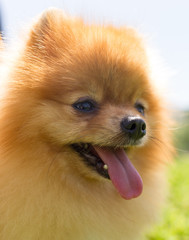 a portrait of a thoroughbred dog