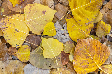 Hojas de chopo caídas durante el otoño. Populus.
