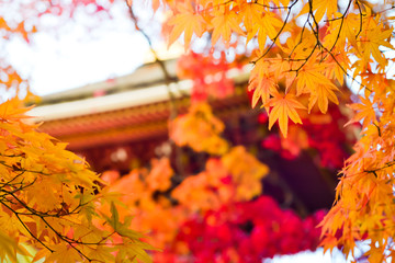 Naklejka na ściany i meble Autumn season of tree and leaves in Japan