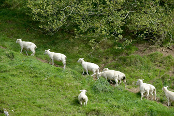 Sheep in Doone Valley, Exmoor, North Devon