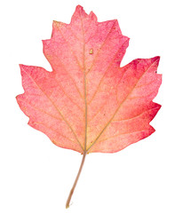 Autumn red leaf isolated on white background