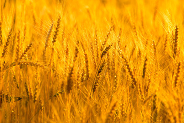 yellow ears of wheat at sunset in nature
