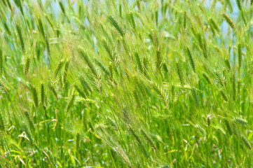 Green grass texture