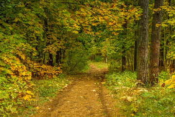 Walk through the forest