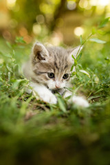 Obraz premium little kitten is walking in green grass outdoors
