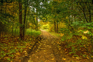 Fototapeta premium In the autumn forest