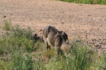south African wildlife