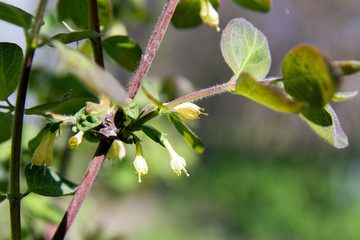 Flowering Honeysuckle