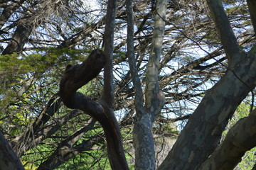 Trees