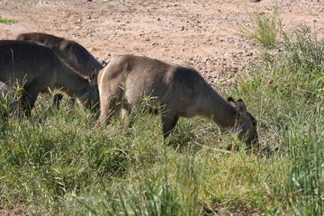 south African wildlife