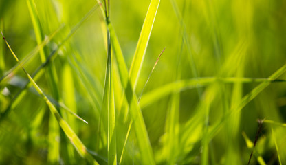 green grass in the park as a background
