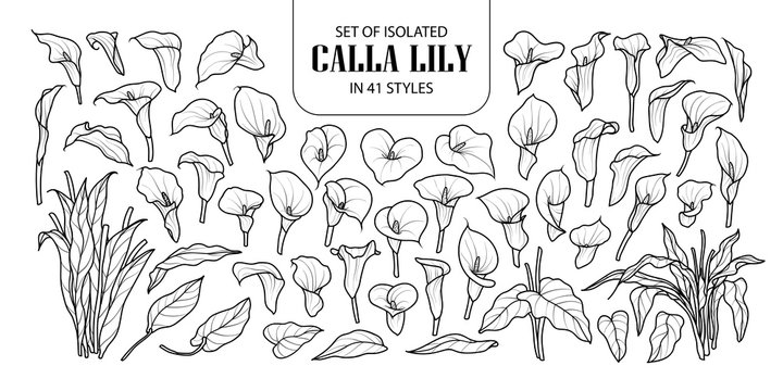Set of isolated Calla lily in 41 styles. Cute hand drawn flower vector illustration in black outline and white plane.