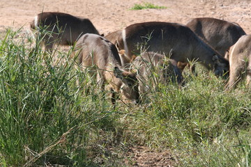 south African wildlife