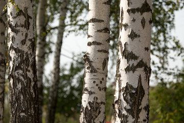 Fototapeta premium white trunks of a birch on the nature